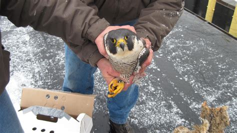 university at buffalo webcam|falcon cam ub south.